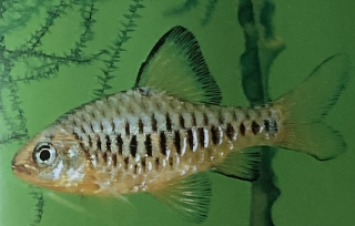 Barbus oligolepis mâle (capoeta oligolepis)